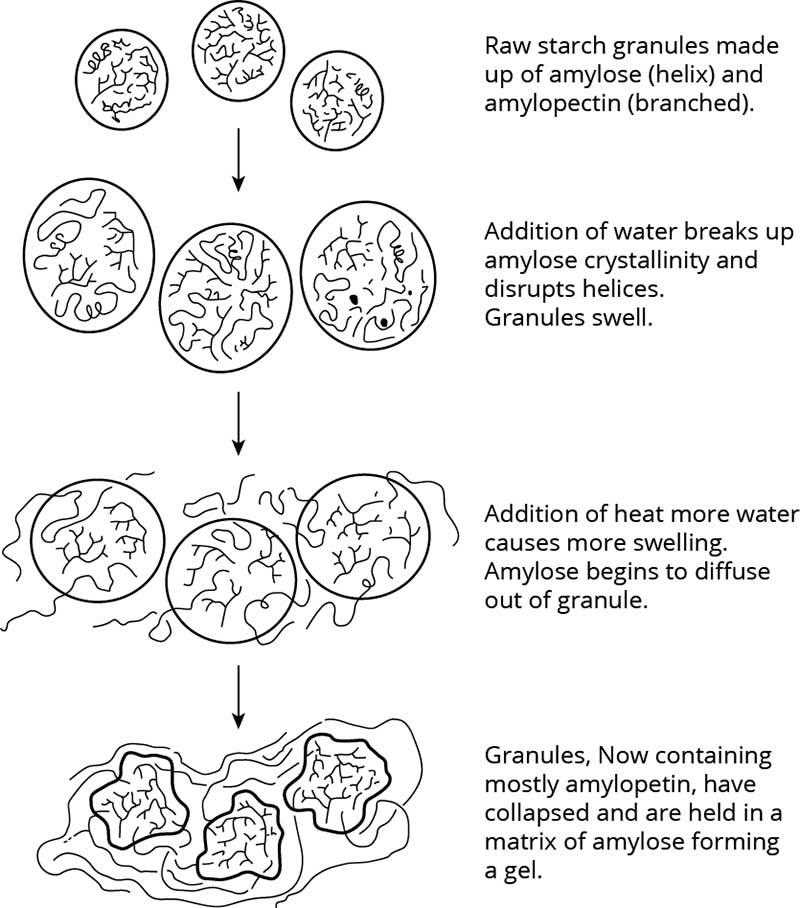 Figure 1 – The gelatinisation of starch in excess water.
