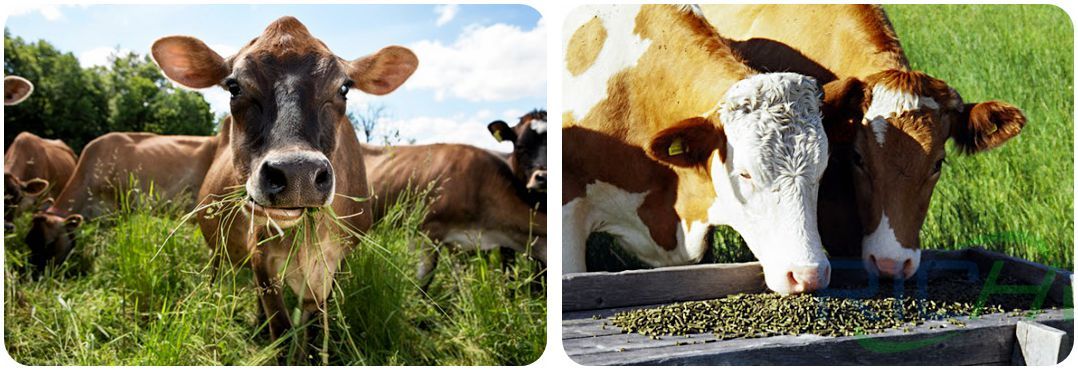Cattle eat forage and Cattle eat pellets