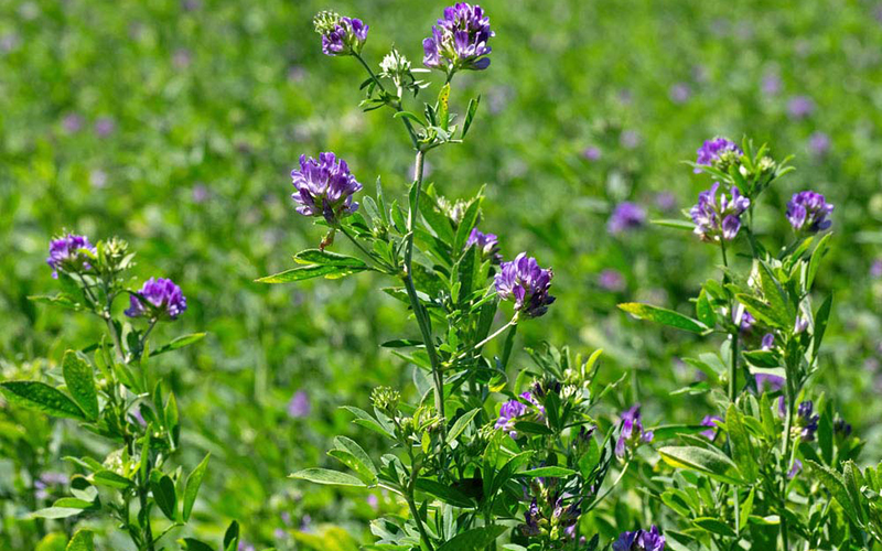 Lucerne Alfalfa