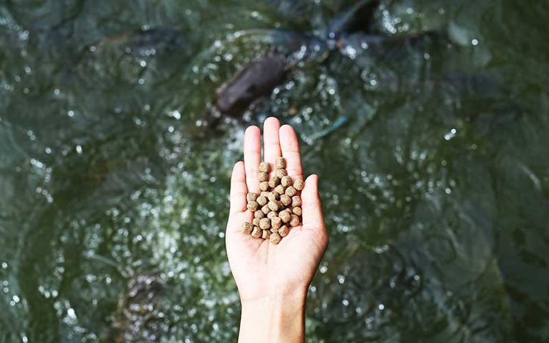 Aquatic Feed Pellet Size Control Requirements and Particle Size Control Technology