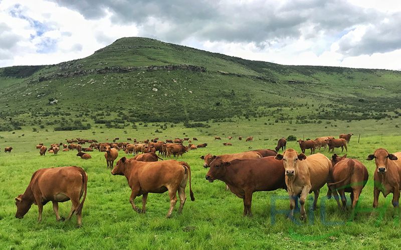 cattle feed plans: importance of good pasture