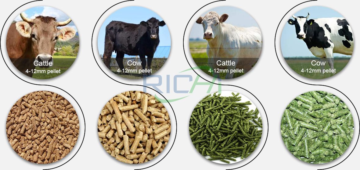 Cattle Fattening Feed Formula Recommendation